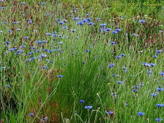 {Cyanus segetum}